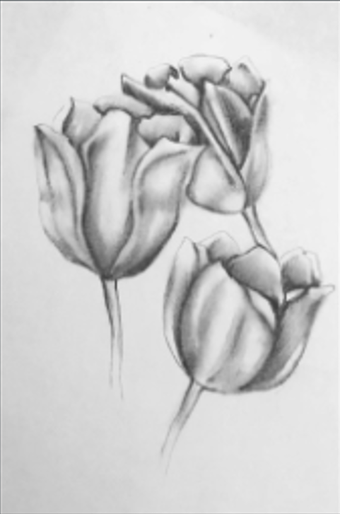 Rose Study